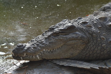 Zoos in India – Wildlife Conservation and Tourism