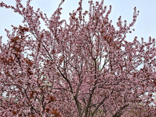 Amazing view of gentle pink colors during the flowering of Ukrainian cherries.