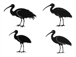 ibis sihouette black vector bundle