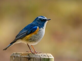 森の中で周りを見渡しているルリビタキの雄