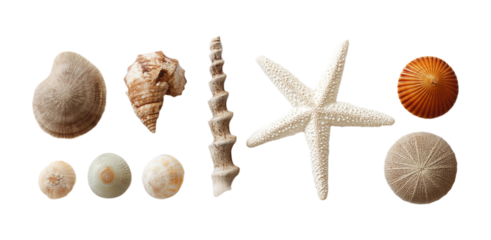 Ocean Finds Collection on Transparent – Seashells, Coral, Sand Dollars, Starfish