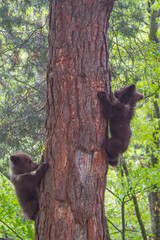 Bear family in Romania, on the Transfagarasan Highway.