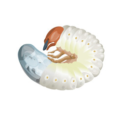 Larva chafer. Grub may beetle. Maggot cockchafer. Bug caterpillar. Vector illustration in realistic style isolated on white background
