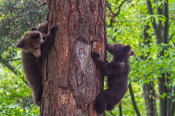 Young bears playing, in Romania