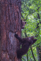 Wild young bears in Romania