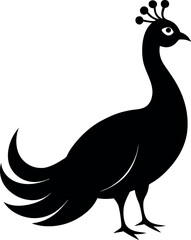 Obraz premium A peacock's elegant silhouette in black and white is set against a minimalist backdrop, its long, flowing tail a testament to its intricate feather details