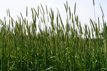 swaying barley in the wind