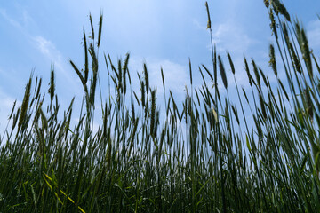 Obraz premium swaying barley in the wind
