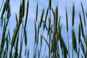 swaying barley in the wind