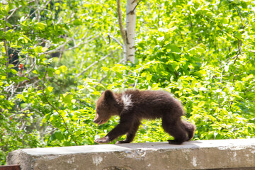 Young bears playing, in Romania