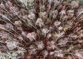foret en hiver vue d'en haut