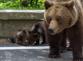 Fototapeta premium Bear family in Romania, on the Transfagarasan Highway.