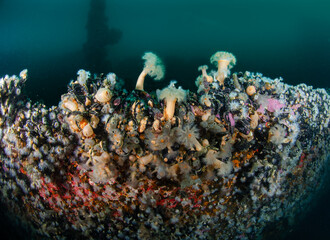 Fondo marino cubierto de anemonas de mar