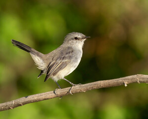 Piojito tiki tiki ave posado