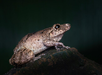 Ranita hocicuda posada.