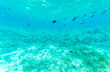 Expansive coral reef thrives under bright turquoise waters. Striped fish swim above, creating dynamic scene. Sunlight penetrates, highlighting diverse marine life