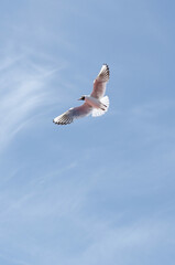 Seagull glides gracefully against bright blue sky, wings fully spread. Sunlight highlights feathers, creating contrast with soft clouds in background. Calm and freedom exude from this aerial view