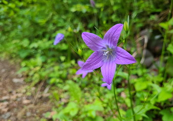 Spreading bellflower close up (Campanula patula)