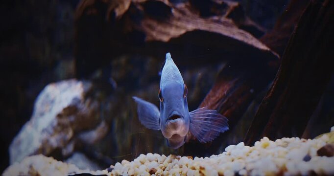 Blue Fish Uaru Swimming In Aquarium. Uaru Cichlid Or Uaru Amphiacanthoides, Triangle Cichlid. Uaru Fish Searches For Food On Bottom With Pebbles. Native To The Fast-moving Waters Of The Amazon. Mature
