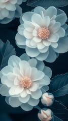 white dahlia flower