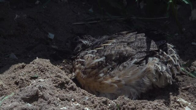 A close-up of a Jumbo Coturnix Quail scratching, pecking and kicking up sand during a sunny day outside.