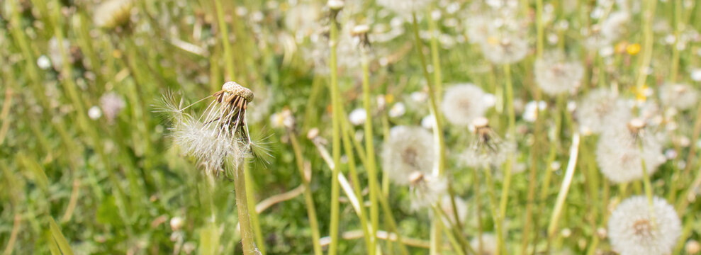 Close-up of dandelions in a meadow during seed dispersal stage