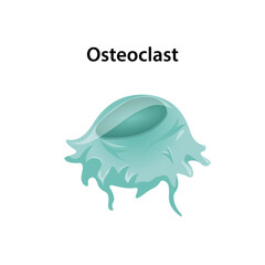 Osteoclast