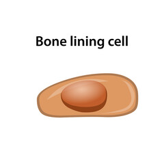 one lining cell illustration