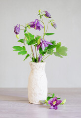 Purple aquilegia flowers in a vase