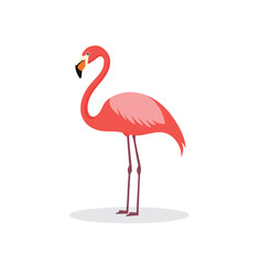 Pink flamingo bird tropical wildlife animal