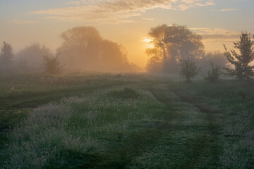morning fog in the forest