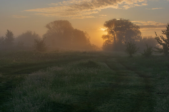 morning mist in the forest - Powered by Adobe