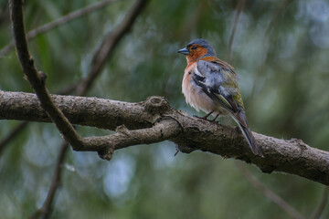 Common Chaffinch in the wood