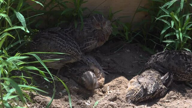 Close-up of Jumbo Coturnix Quails resting and scratching in the sand during a sunny day.