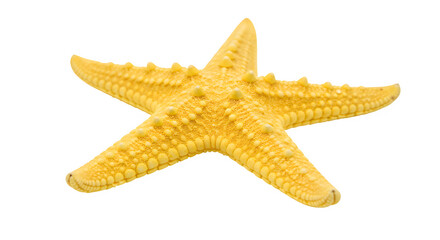 Starfish isolated on PNG background.