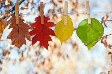 Multicolored autumn leaves on clothespins, isolated on a light natural background. changes in...
