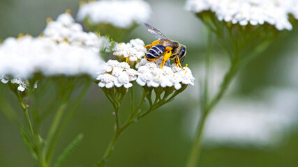 bee in yellow pollen on a background of white flowers. white wild flower Achillea millefolium and wild bee. honey bee collects nectar on yarrow flowers. close-up, bokeh, natural background