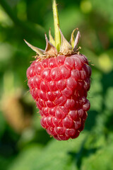 Rubus idaeus berry