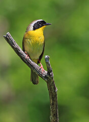 Fototapeta premium Common Yellowthroat perched on the tree branch with green background, Canada