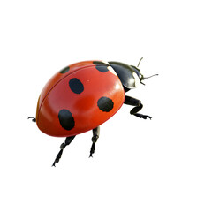Ladybug Walking Insect Macro View on Transparent Background


