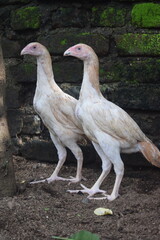 Two slender, light-feathered chickens with long necks and developing plumage stand side-by-side on earthy ground before a mossy brick wall