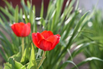 red tulips. spring flowers. Red tulip flowers bloomed in spring. for women's day. blooming flowerbed. Bright red tulips field. Close up bottom view Sunny day. beauty of nature. natural background