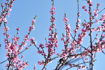 pink flowers. peach blossom tree in garden spring. lush flowering, on a branch. flowering season....