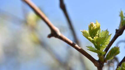 grape vine, young green leaf. Small green buds on the branches of grape vines. Young green leaves coming out from thick green buds. close up, macro photo. vineyard, farm. space for text