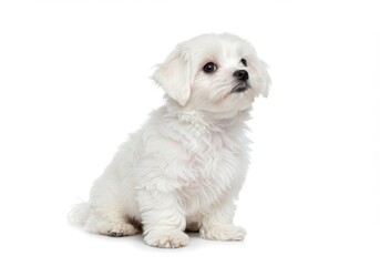 Adorable maltese puppy sitting isolated on white background
