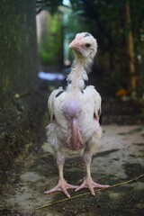A slender, young chicken with minimal white and black feathering and a long, bare neck stands upright on a textured concrete surface.