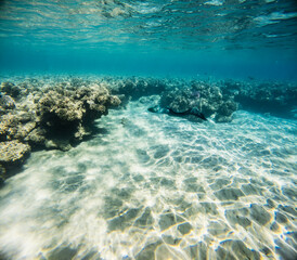 Moray eel in the beautiful clear water of the Red Sea.