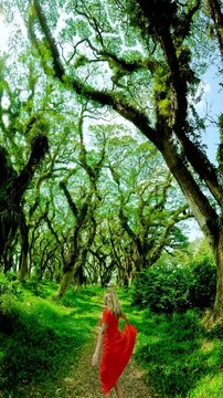 The woman red dress is spinning in forest with large trees covered in moss and ferns, sunlight filtering through the canopy at De Djawatan Forest, Indonesia.