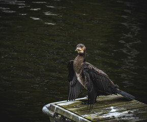 Bird at the harbour