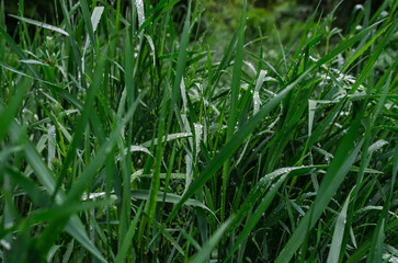 Wet green grass after rain. Selective focus, blurred background. Landscape for spring content. Weather blog. Earth Day.